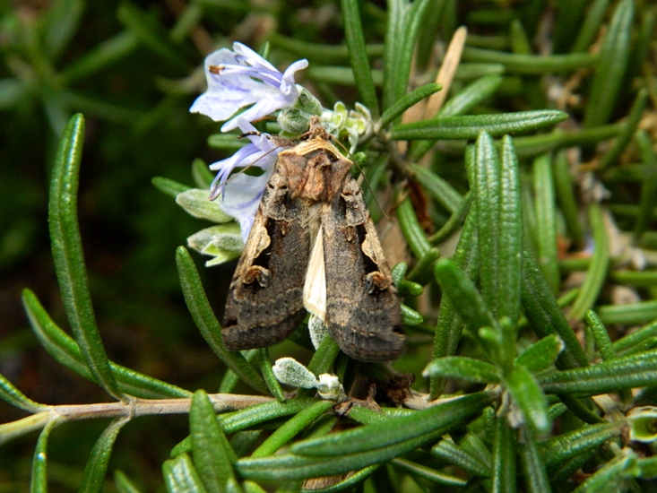 Stavolta  Xestia c-nigrum!